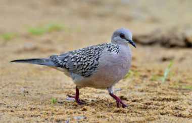 Kum üzerinde benekli güvercin (Spilopelia chinensis) yürüyüş