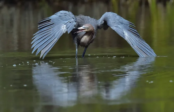 Little Blue Heron Egretta Caerulea Pesca Acqua Sfondo Naturale Cuba — Foto Stock