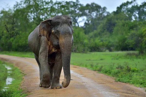 Elefante Adulto Sri Lanka Estrada Elefante Sri Lanka Elephas Maximus — Fotografia de Stock