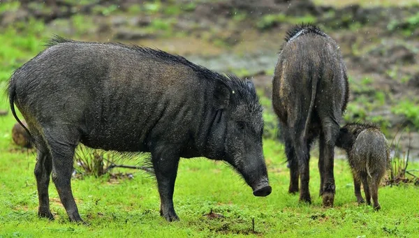 Die Indischen Wildschweine Sus Scrofa Cristatus Auch Bekannt Als Andamanisches — Stockfoto
