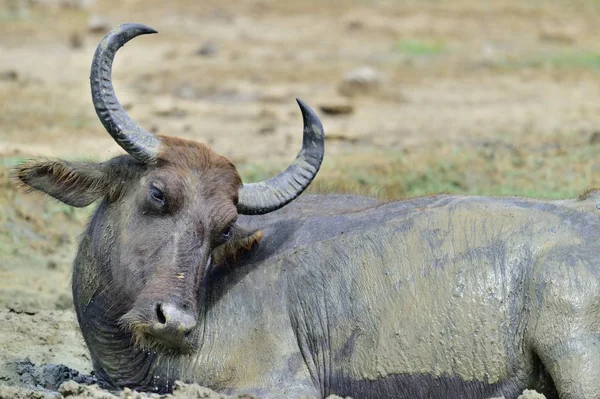 The Sri Lanka wild water buffalo — Stock Photo, Image