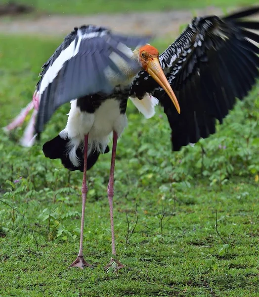 Målade Stork Med Öppna Vingar Grönt Gräs Bakgrund Den Målade — Stockfoto