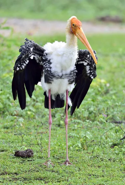 Målade Stork Med Öppna Vingar Grönt Gräs Bakgrund Den Målade — Stockfoto