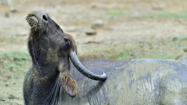 O búfalo de água selvagem do Sri Lanka — Fotografia de Stock