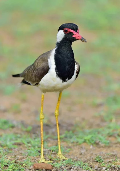 Wattled ラッピング Vanellus Indicus ラッピングや大きな千鳥です スリランカ クマナ国立公園 — ストック写真