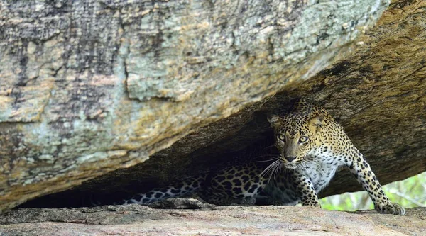 Самка ланкийского леопарда — стоковое фото