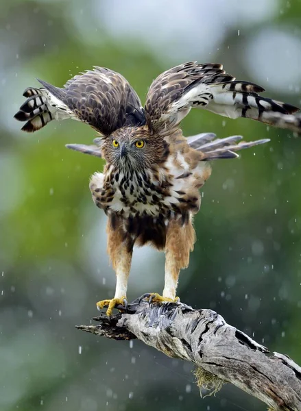 Uccello Predatore Sull Albero Aquila Falco Mutevole Aquila Falco Crestata — Foto Stock