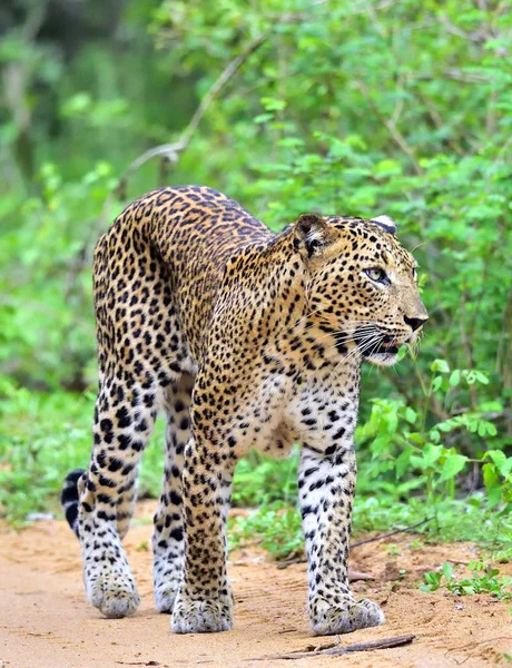 Leopard Gyaloglás Egy Homokos Úton Ceyloni Leopárd Panthera Pardus Kotiya — Stock Fotó