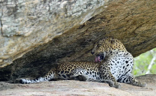 Портрет Леопарда Лежащего Скале Облизывающего Себя Самка Ланкийского Леопарда Panthera — стоковое фото