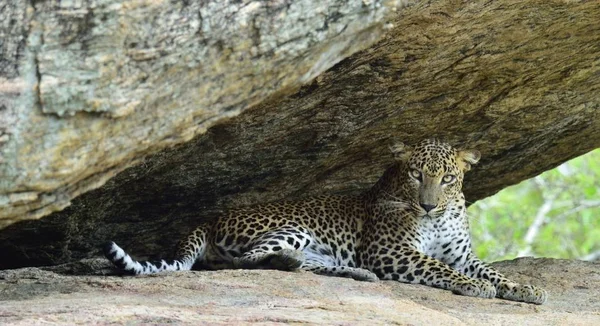 Female of Sri Lankan leopard — Stock Photo, Image
