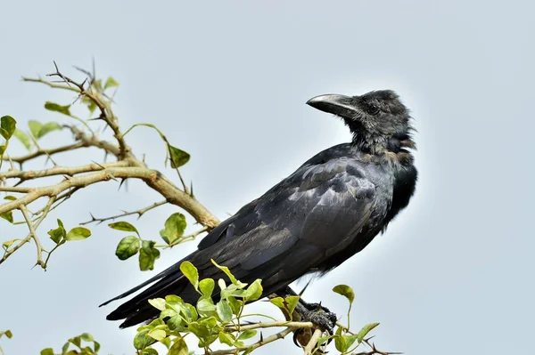 Płacz Wrona Wrona Wielkodzioba Hinduska Corvus Culminatus Gałęzi Tle Niebieskiego — Zdjęcie stockowe