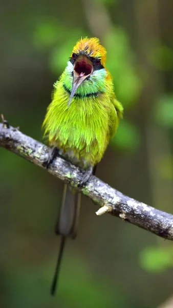 Comedora Abejas Rama Fondo Verde Natural Green Bee Eater Merops — Foto de Stock