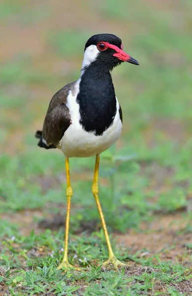 Wattled ラッピング Vanellus Indicus ラッピングや大きな千鳥です スリランカ クマナ国立公園 — ストック写真