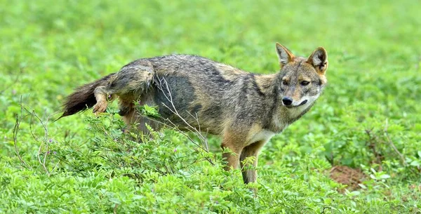 Jackal Merken Grondgebied Close Wildlife Foto Van Canis Aureus Indiase — Stockfoto