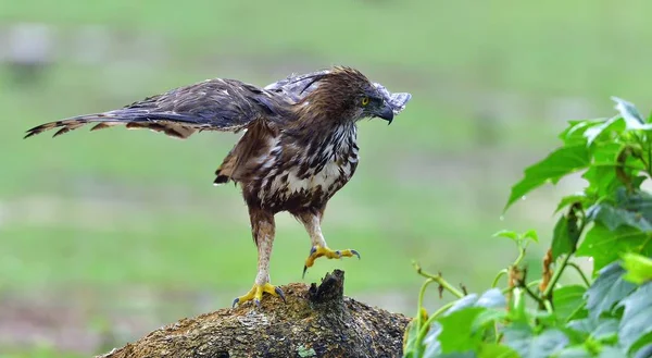 Predator Vogel Boom Veranderlijk Kuifarend Crested Kuifarend Nisaetus Cirrhatus — Stockfoto