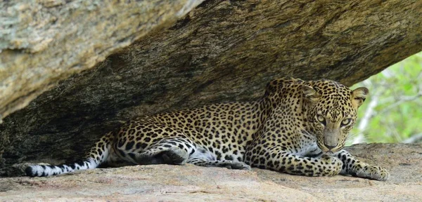 Ceyloni leopárd női — Stock Fotó