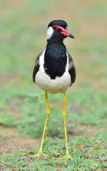 Wattled ラッピング Vanellus Indicus ラッピングや大きな千鳥です スリランカ クマナ国立公園 — ストック写真