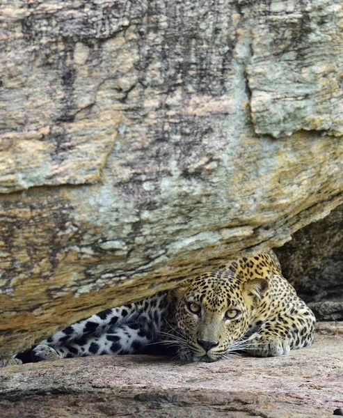 Erkek, Sri Lankalı leopard — Stok fotoğraf