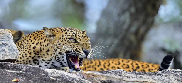 Sri Lankalı leopar erkek — Stok fotoğraf