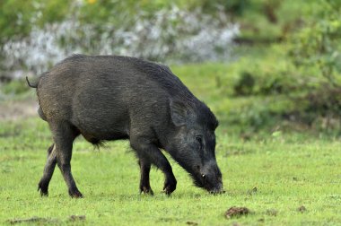 Hint domuzu (Sus scrofa cristatus)