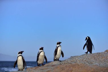 Afrika penguen (Spheniscus demersus). Güney Afrika