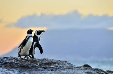 Kıyısında Afrika penguenler