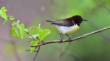 Mor sokumlu sunbird