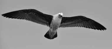 Uçan çocuk Kelp martı (Larus dominicanus)
