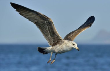 Uçan çocuk Kelp martı (Larus dominicanus)