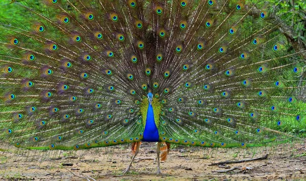 Hermoso pavo real con plumas hacia fuera — Foto de Stock