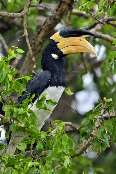 The Malabar pied hornbill — Stock Photo, Image