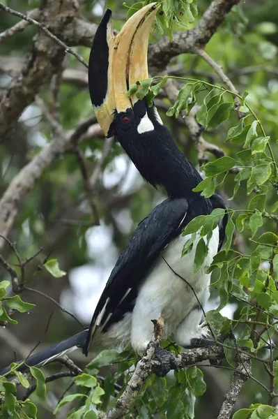 Den Malabar svartvit hornbill — Stockfoto