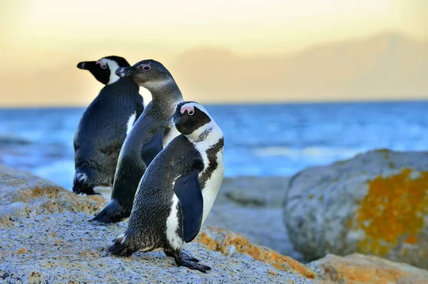 Afrikanska Pingviner Spheniscus Demersus Den Afrikanska Penguin Stranden Kväll Twilight — Stockfoto