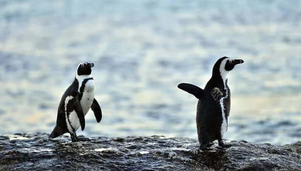 Africké Penguins Spheniscus Demersus Jihoafrická Republika — Stock fotografie