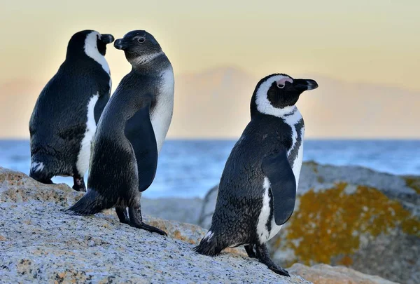 Αφρικανική Πιγκουΐνους Spheniscus Demersus Αφρικανική Penguin Στην Ακτή Στο Βραδινό — Φωτογραφία Αρχείου