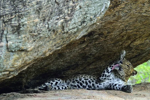 Erkek, Sri Lankalı leopard — Stok fotoğraf