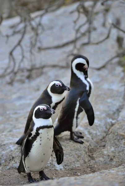 Африканський Пінгвіни Піднімаючі Demersus Зійти Берег Від Океану Вечірні Сутінки — стокове фото