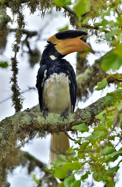 O malabar pied hornbill — Fotografia de Stock