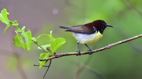 Fioletowy pstra sunbird — Zdjęcie stockowe