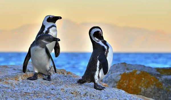 Den afrikanska penguin (Spheniscus demersus). Sydafrika — Stockfoto