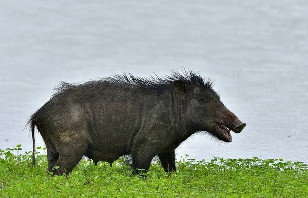 The Indian boar (Sus scrofa cristatus) — Stock Photo, Image