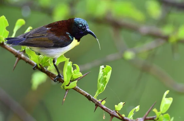 El púrpura-rumiado sunbird — Foto de Stock