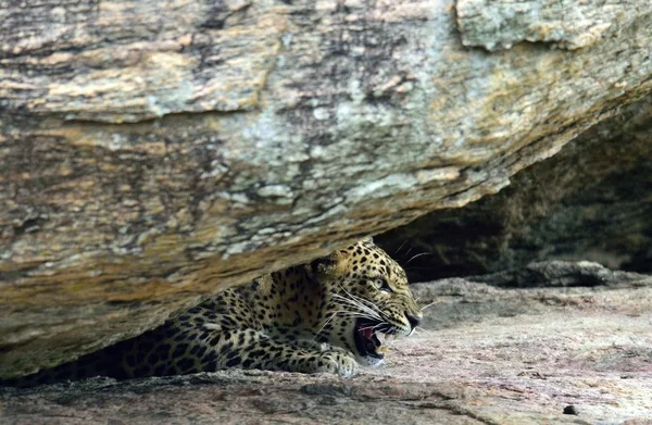 Sri Lankalı leopar erkek — Stok fotoğraf
