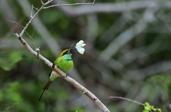 Bee-eater eating insect on branch — Stock Photo, Image