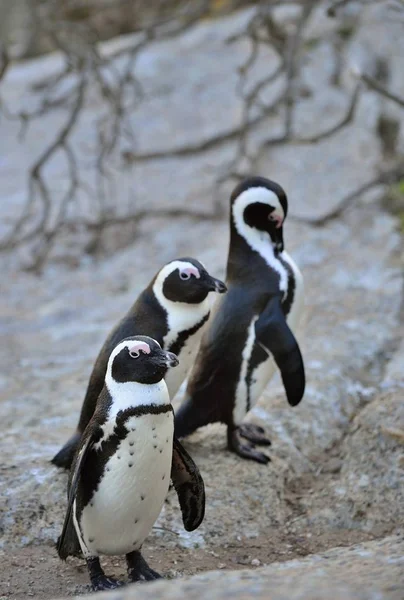 Африканський Пінгвіни Піднімаючі Demersus Африканських Пінгвіни Березі Вечірні Сутінки — стокове фото