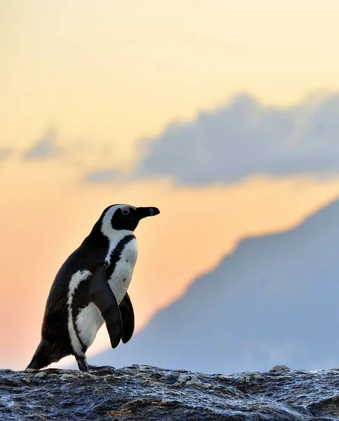 The African penguin (Spheniscus demersus).