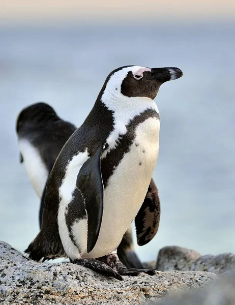 Αφρικανική πιγκουΐνους (Spheniscus Demersus) — Φωτογραφία Αρχείου