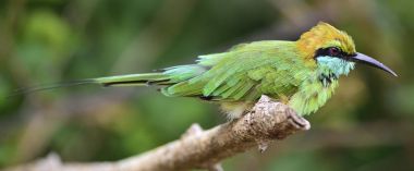 Arı kuşugiller dalı