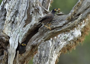 Eski ağaç üzerinde ortak Myna (Acridotheres tristis). Erkek ve dişi. Sri Lanka.