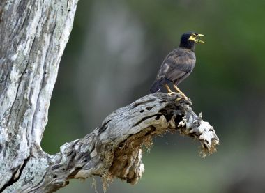 Eski ağaç üzerinde ortak Myna (Acridotheres tristis). Sri Lanka.
